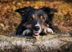 Border collie oparty o pień drzewa