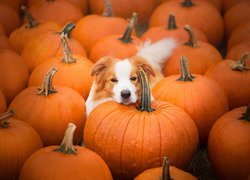 Border collie, Dynie