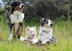 Border collie  Owczarek australijski Fiński lapphund pozują na trawie