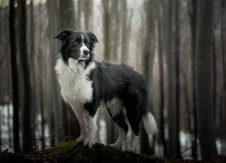 Pies, Border collie, Las, Drzewa