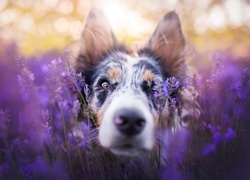 Border collie, Pysk, Lawenda