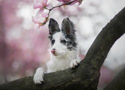 Pies, Border collie, Konar, Kwiaty, Magnolia