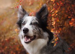 Pies, Border collie, Krzew, Jesienne, Listki, Gałązki