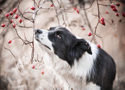 Pies, Border collie, Gałązki, Owoce