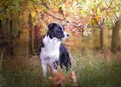 Pies, Border collie, Trawa, Las, Drzewa, Gałęzie, Liście