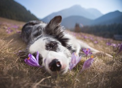 Spiący, Border collie, Łąka, Trawa, Krokusy, Góry