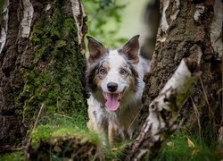 Border collie pomiędzy brzozami