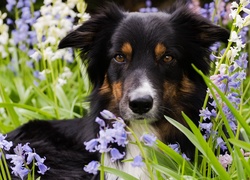 Border collie pomiędzy kwiatami