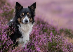 Pies, Border collie, Kwiaty, Fioletowe, Wrzosy