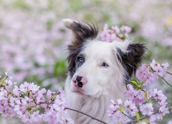 Border collie, Gałązki, Kwiaty