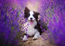 Border collie, Pyszczek, Lawenda