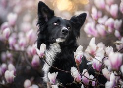 Border collie pośród kwiatów magnolii