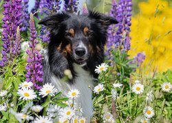 Pies, Border collie, Kwiaty, Łubin, Margerytki, Trawa