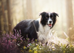 Pies, Border collie, Rośliny, Wrzosy, Las