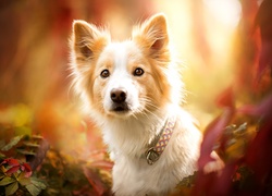 Border collie, Obroża, Liście