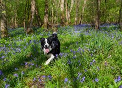 Border collie pośród niebieskich kwiatów w lesie