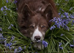 Leżący, Pies, Border collie, Mordka, Kwiaty