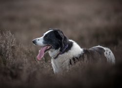 Pies, Border collie, Mordka, Jęzor, Łąka, Rośliny