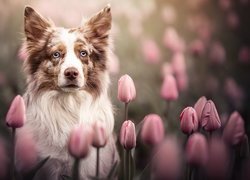 Border collie pośród różowych tulipanów