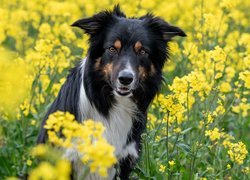 Pies, Border collie, Żółte, Kwiaty, Rzepak