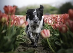 Pies, Border collie, Tulipany