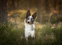 Pies, Border collie, Drzewa, Wrzos