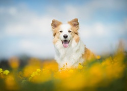 Border collie, Łąka, Kwiaty, Rozmyte, Tło