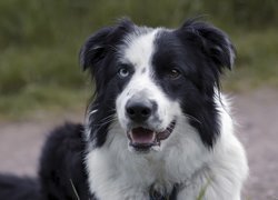 Pies, Border collie, Czarno-biały, Mordka