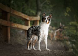 Pies, Border collie, Droga, Płot