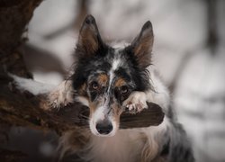 Border collie przy drzewie