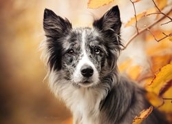 Border collie przy gałązkach z pożółkłymi liśćmi