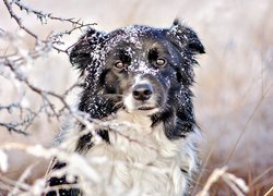 Pies, Border collie, Śnieg, Gałązki