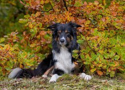 Border collie przy jesiennym krzewie