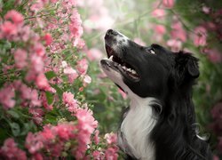 Pies, Border collie, Krzew, Różowe, Kwiatki