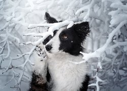 Border collie przy ośnieżonej gałązce