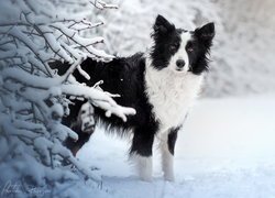 Biało-czarny, Border collie, Pies, Zima, Śnieg, Ośnieżone, Gałązki
