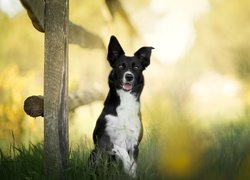 Pies, Border collie, Płot, Trawa, Rozmyte, Tło