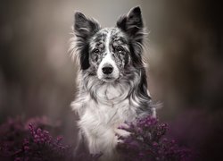 Szaro-biały, Pies, Border collie, Mordka, Wrzosy