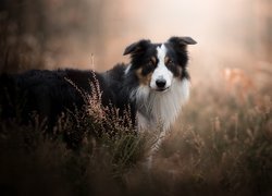 Pies, Border collie, Wrzosy, Rozmyte, Tło