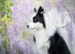 Border collie przy zwisających gałązkach glicynii