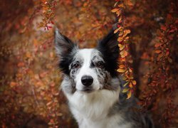 Border collie przy zwisających gałązkach z jagodami