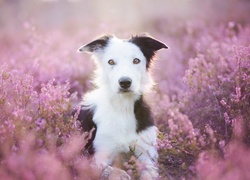 Border collie przysiadł we wrzosach