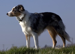 Border collie