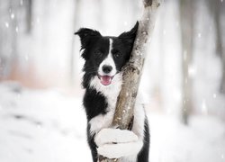 Pies, Border collie, Mordka, Drzewo, Śnieg
