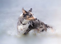 Pies, Border collie, Woda, Kąpiel