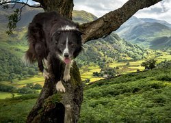 Border collie schodzący z drzewa