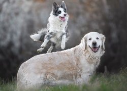 Border collie skaczacy przez golden retrievera