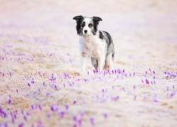 Border collie, Kwiaty