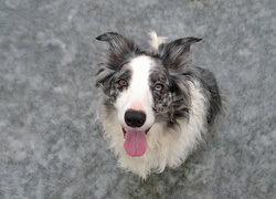 Pies, Border collie, Mordka, Zbliżenie