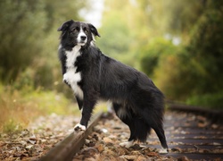 Border collie stoi na torach kolejowych